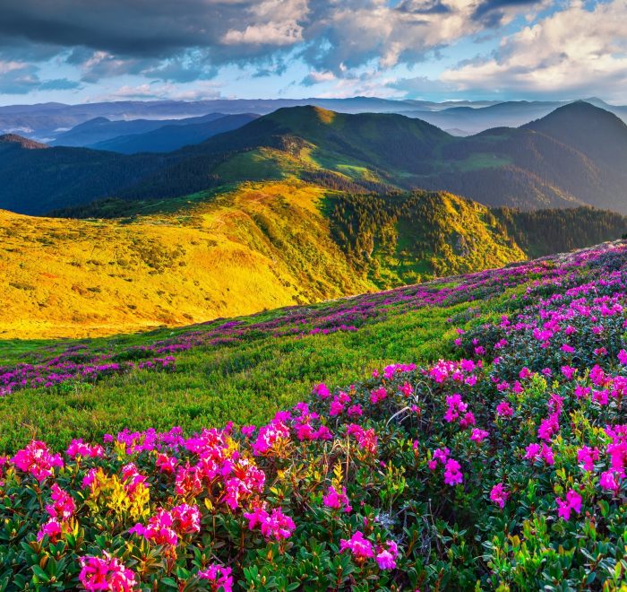 Тури в Карпати