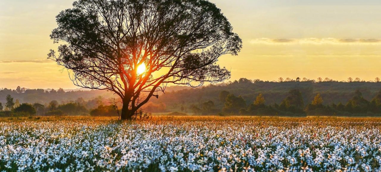 Долина нарцисів 2020