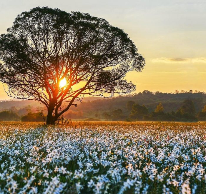 Долина нарцисів 2020