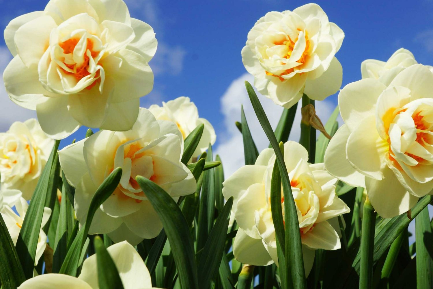 Тури в долину нарцисів