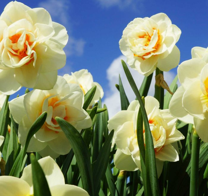 Тури в долину нарцисів