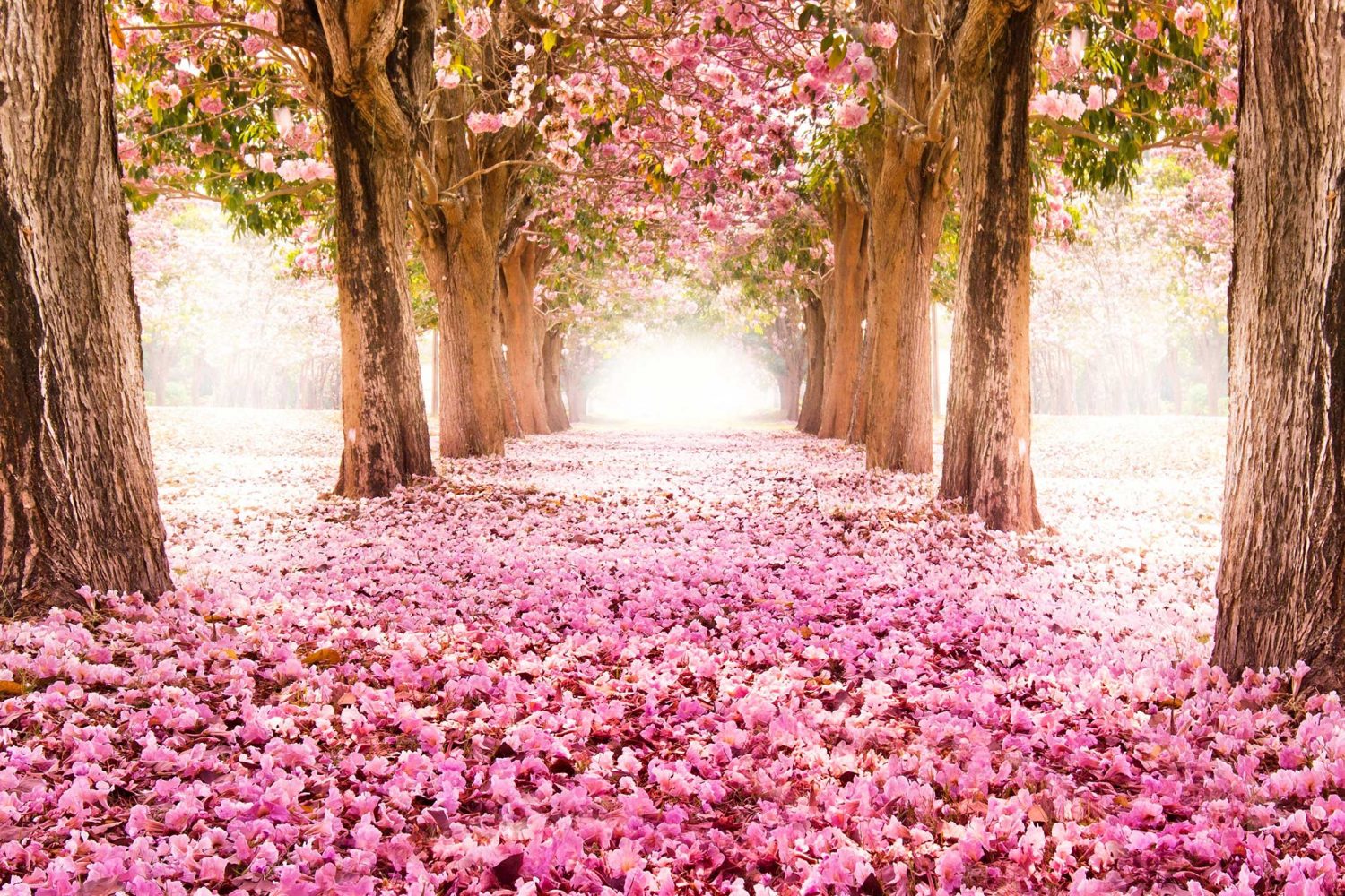 Закарпаття тур