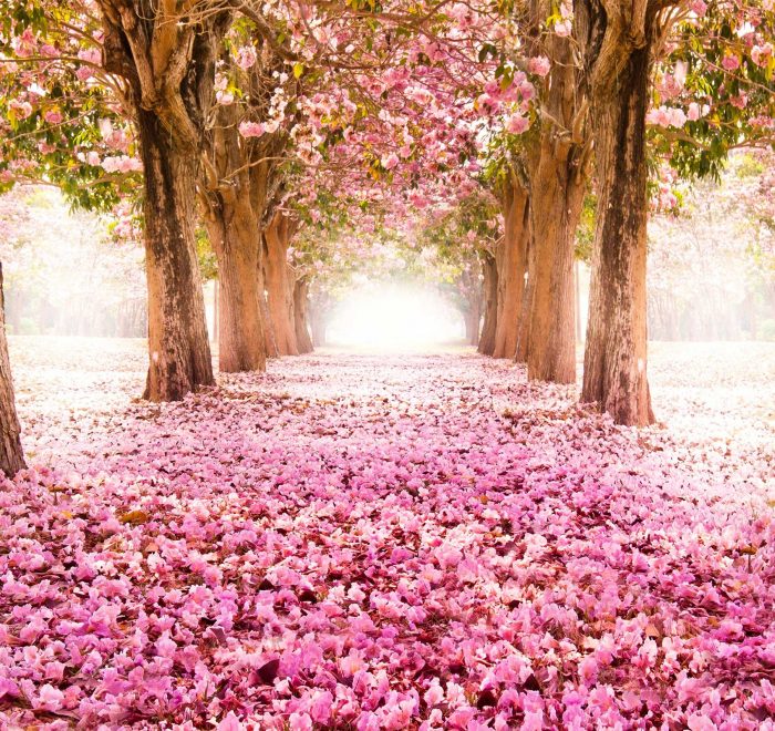 Закарпаття тур