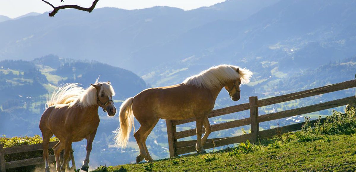 Подорож в Закарпаття