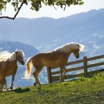 Подорож в Закарпаття