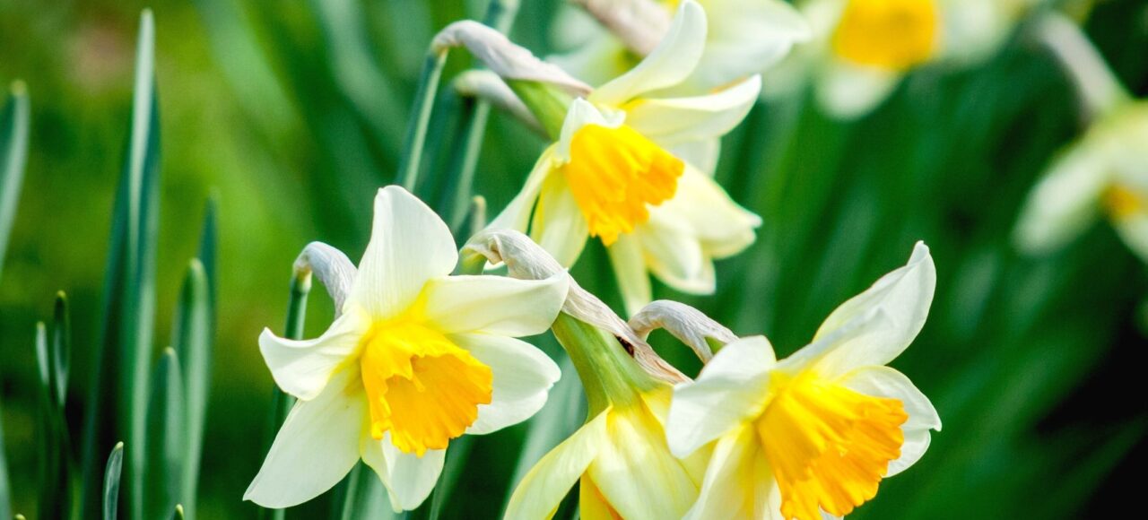 Долина нарцисів у Закарпатті зі Львова