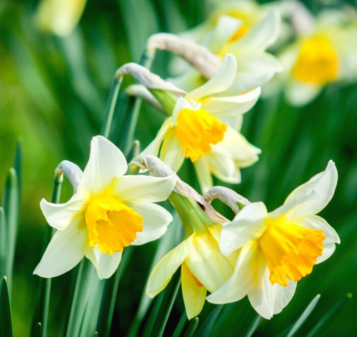 Долина нарцисів у Закарпатті зі Львова