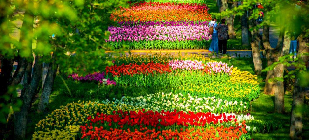 Тюльпанова веселка