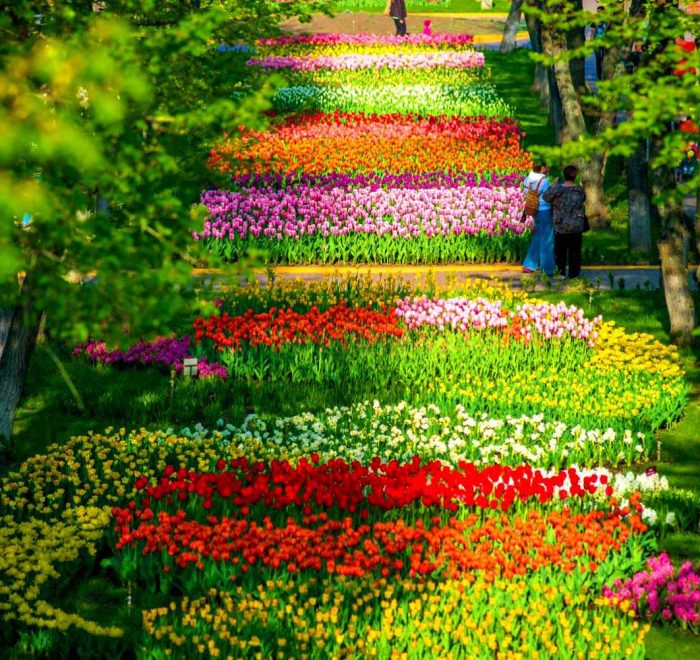 Тюльпанова веселка