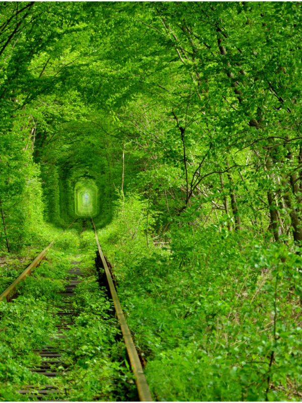 Екскурсія в Тунель кохання