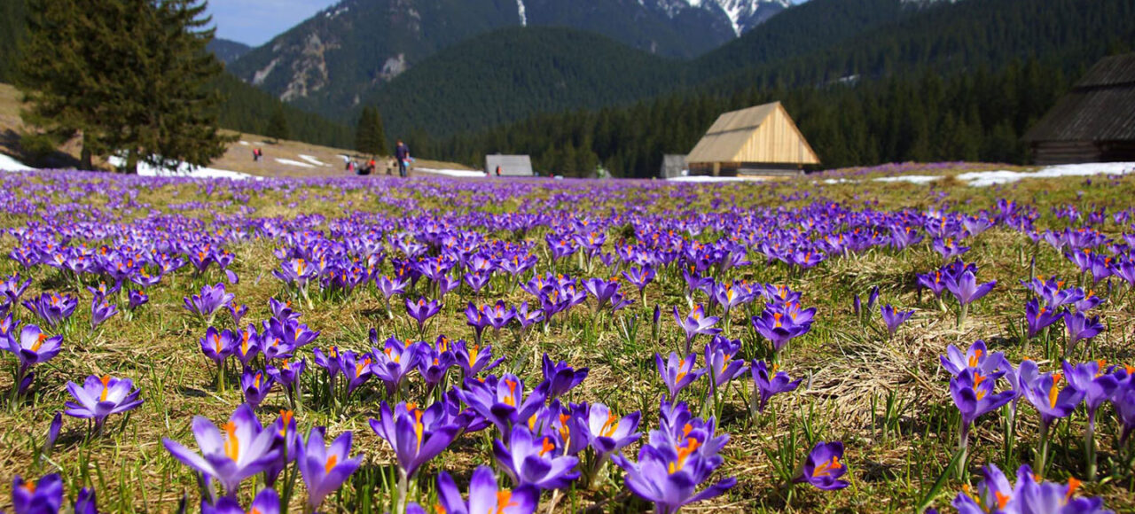 Тури в Закарпаття