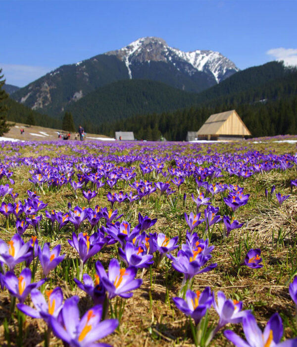 Тури в Закарпаття