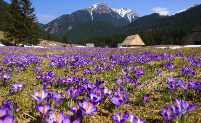 Тури в Закарпаття