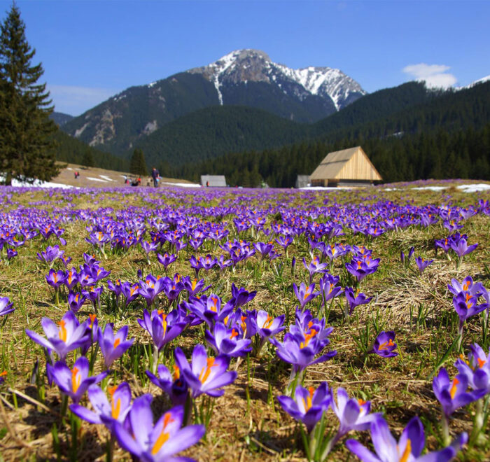 Тури в Закарпаття