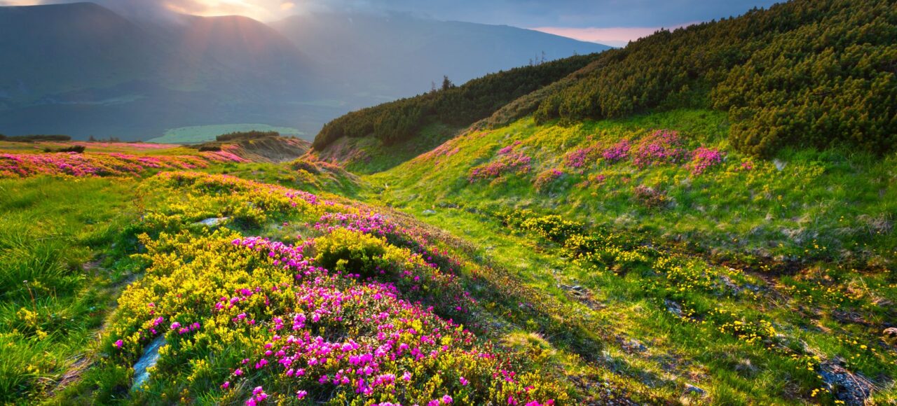 Карпати гори літо