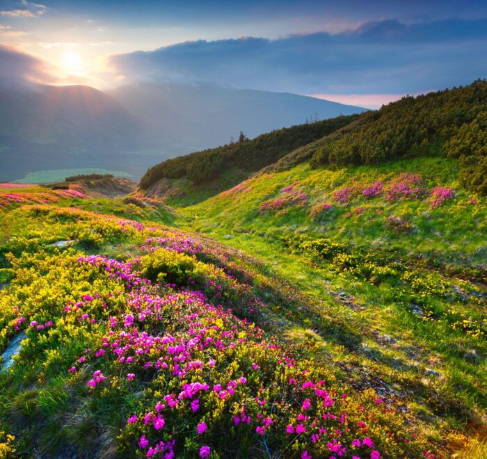 Карпати гори літо