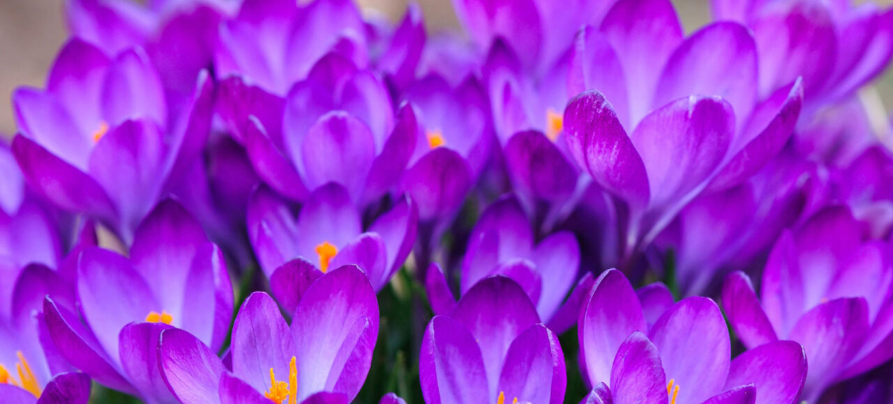 Тур в Закарпаття