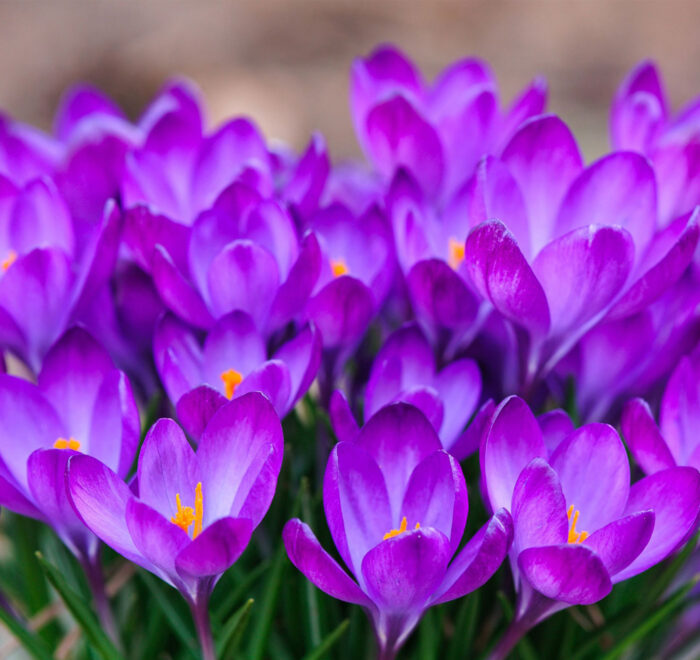 Тур в Закарпаття