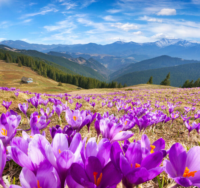 В Карпати на вихідні