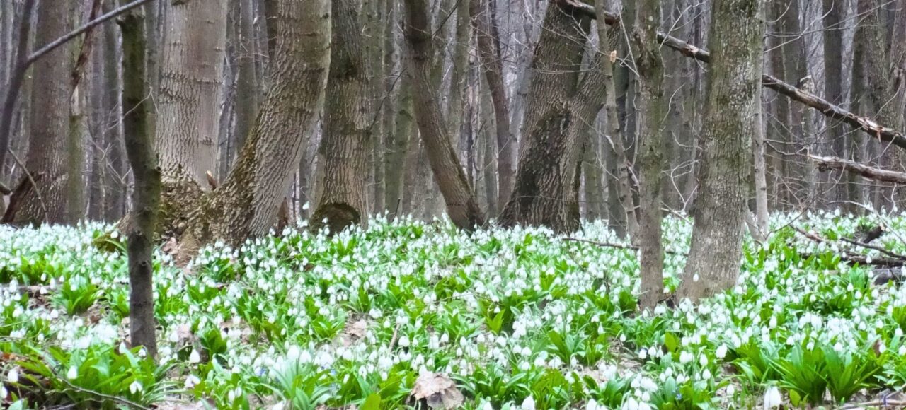 Холодний Яр Підсніжники