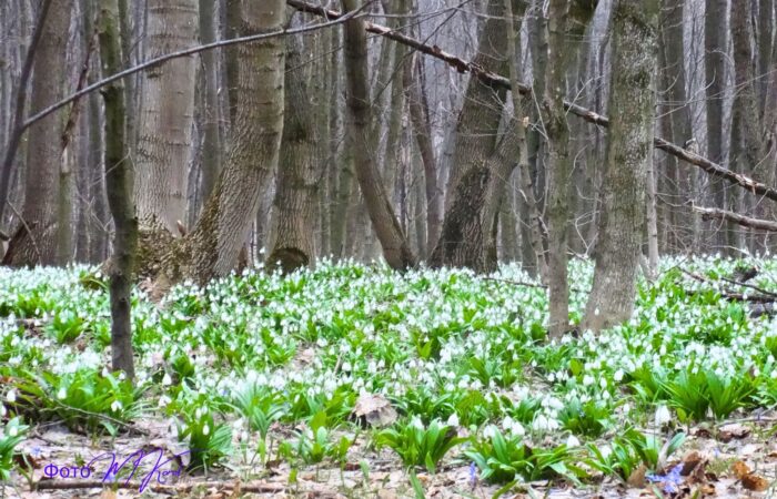Холодний Яр Підсніжники