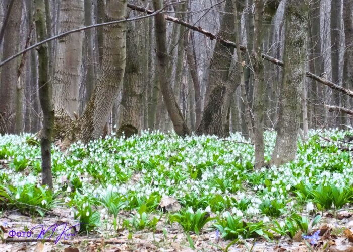 Холодний Яр Підсніжники