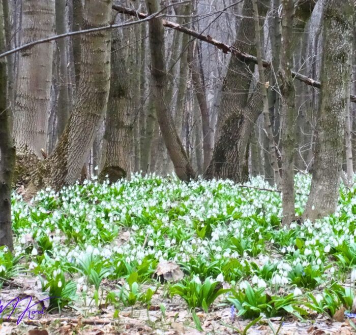 Холодний Яр Підсніжники