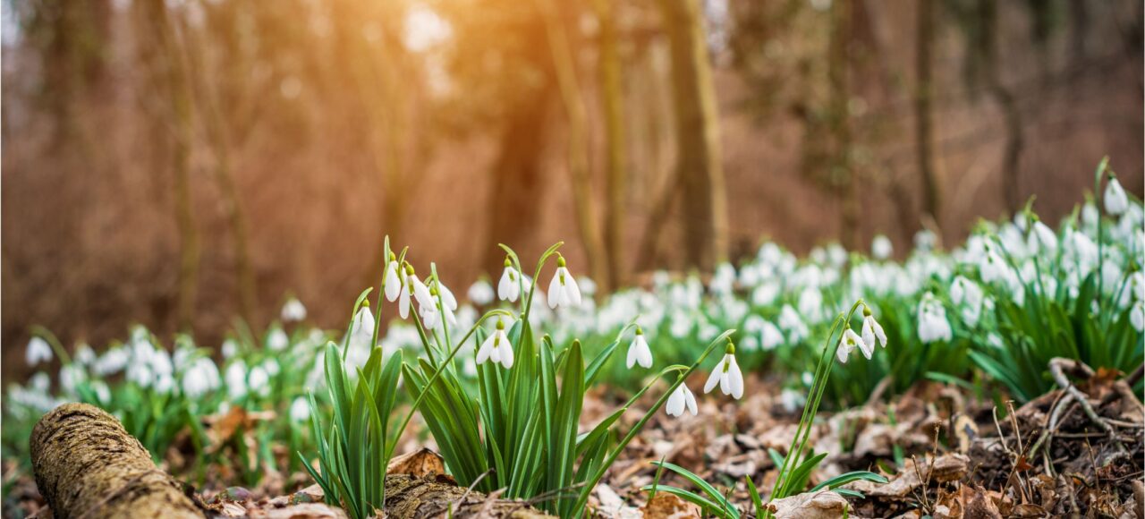 Тури на підсніжники