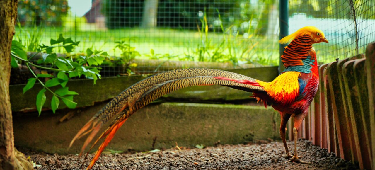 Золотий фазан