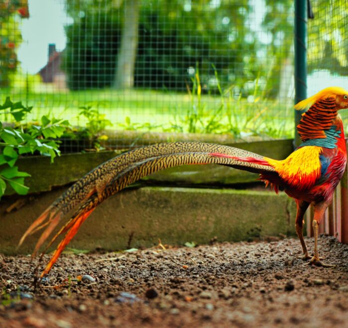 Золотий фазан