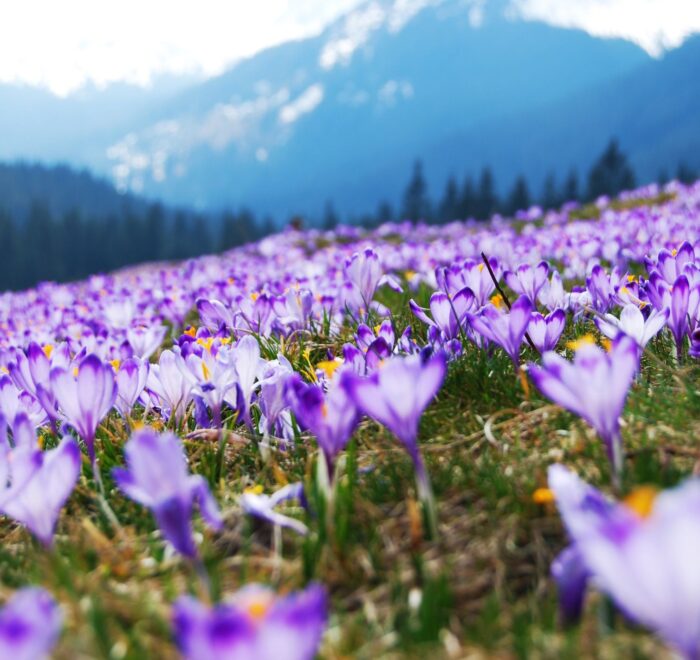 Тур на 1 день на Драгобрат на Шафрани