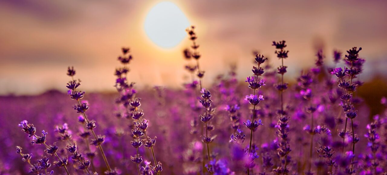 Фото-тур на Лаванду