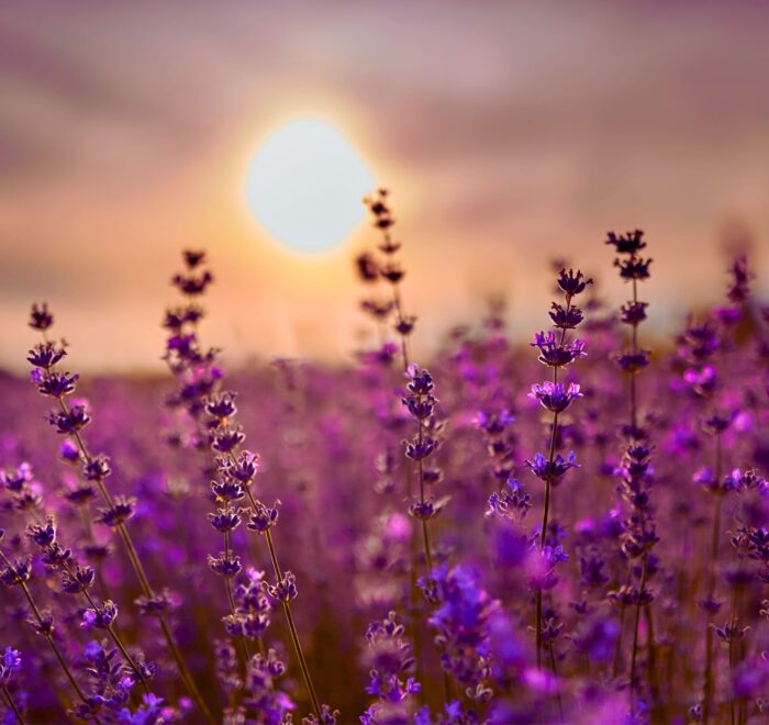 Фото-тур на Лаванду