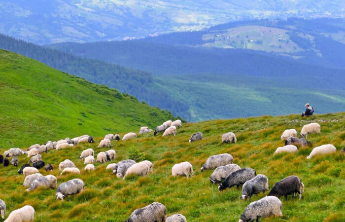 Вівці Петрос