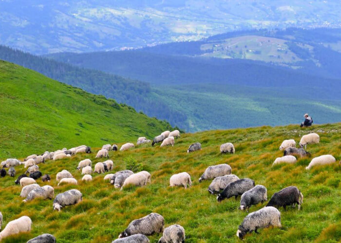 Вівці Петрос