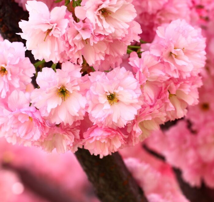 Сакура в Закарпатті