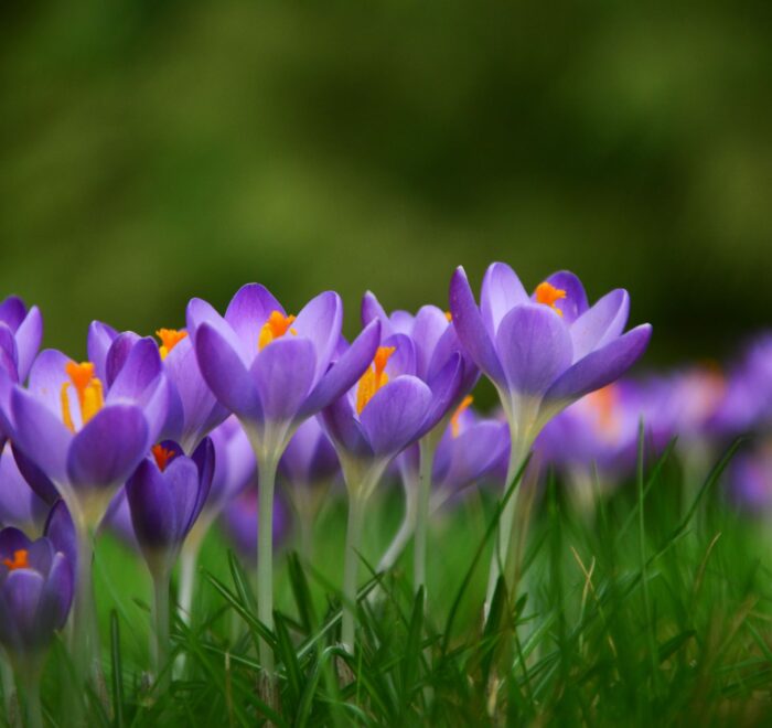 На крокуси до Колочави