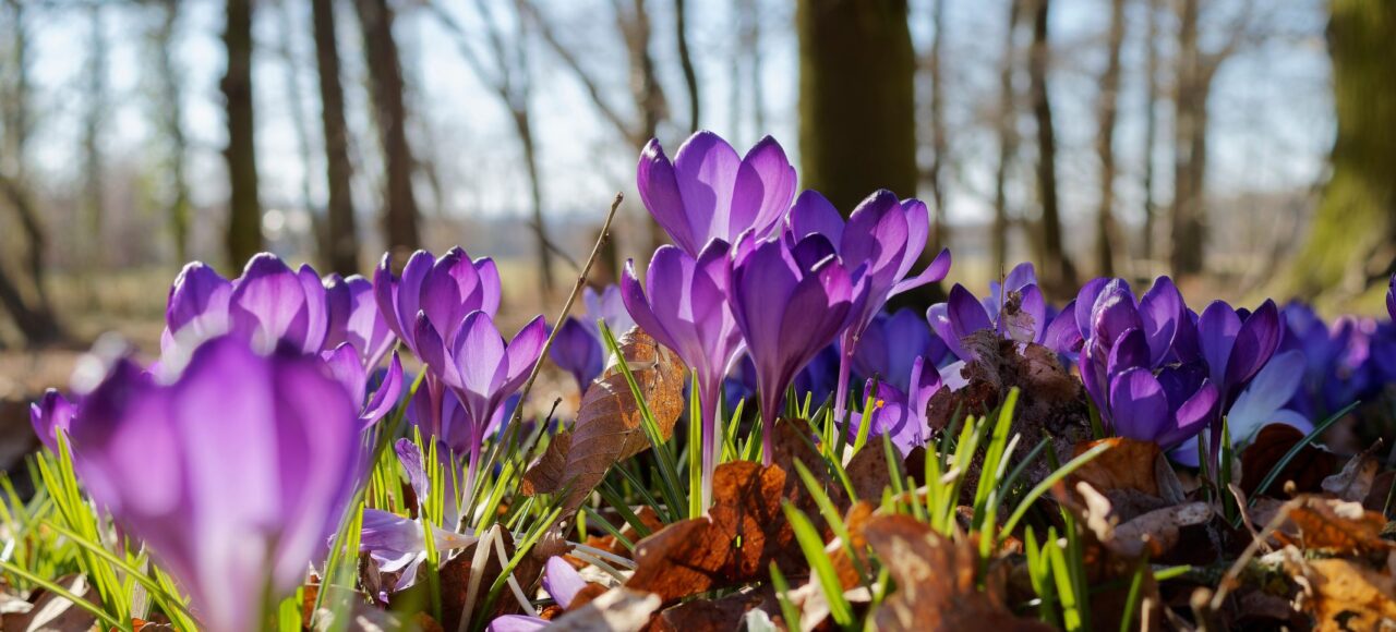 Тур на цвітіння долини крокусів