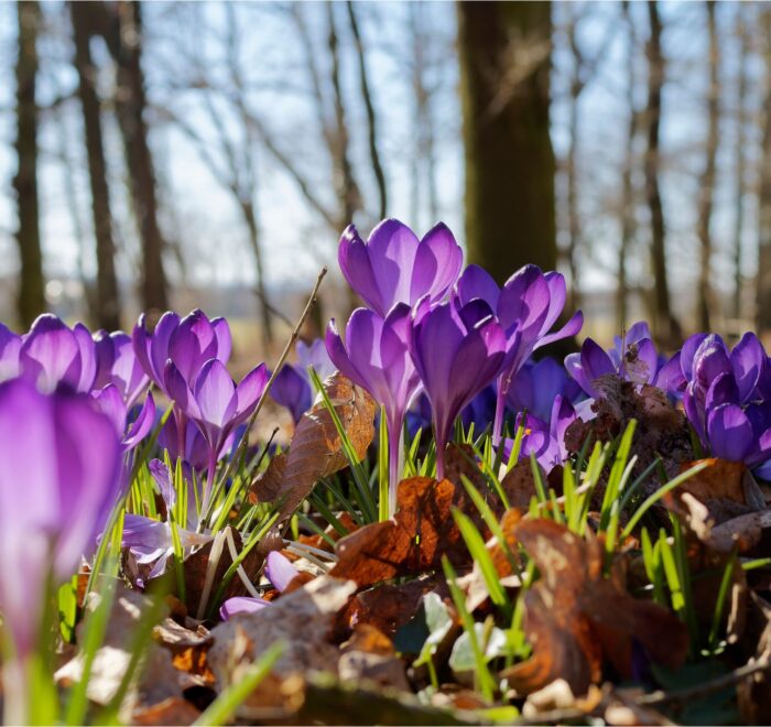 Тур на цвітіння долини крокусів
