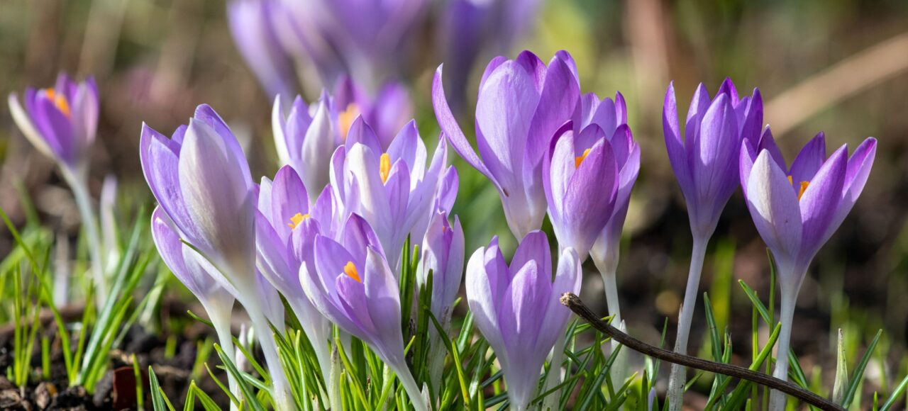 крокуси та Кукул зі Львова
