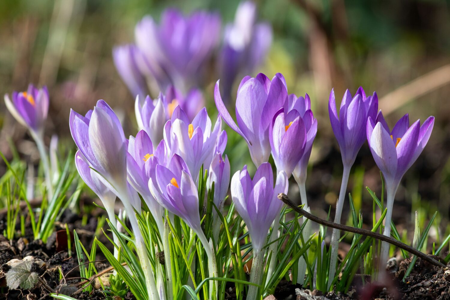 крокуси та Кукул зі Львова