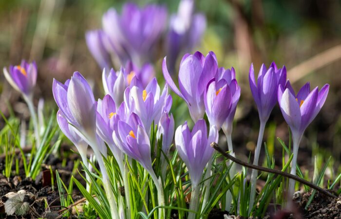 крокуси та Кукул зі Львова