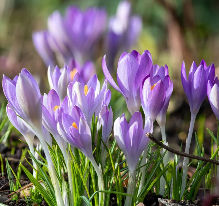 крокуси та Кукул зі Львова